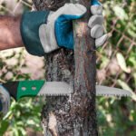 Pruning fruit trees garden with a hacksaw