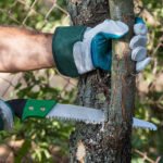 Pruning fruit trees garden with a hacksaw