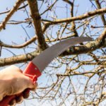 Tree pruning in the Garden